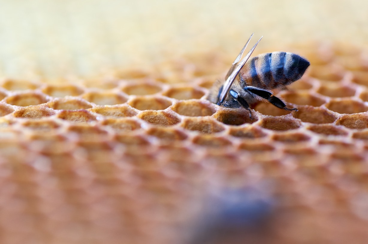 Ist Honig vegan? Und was ist mit Bienenwachs?