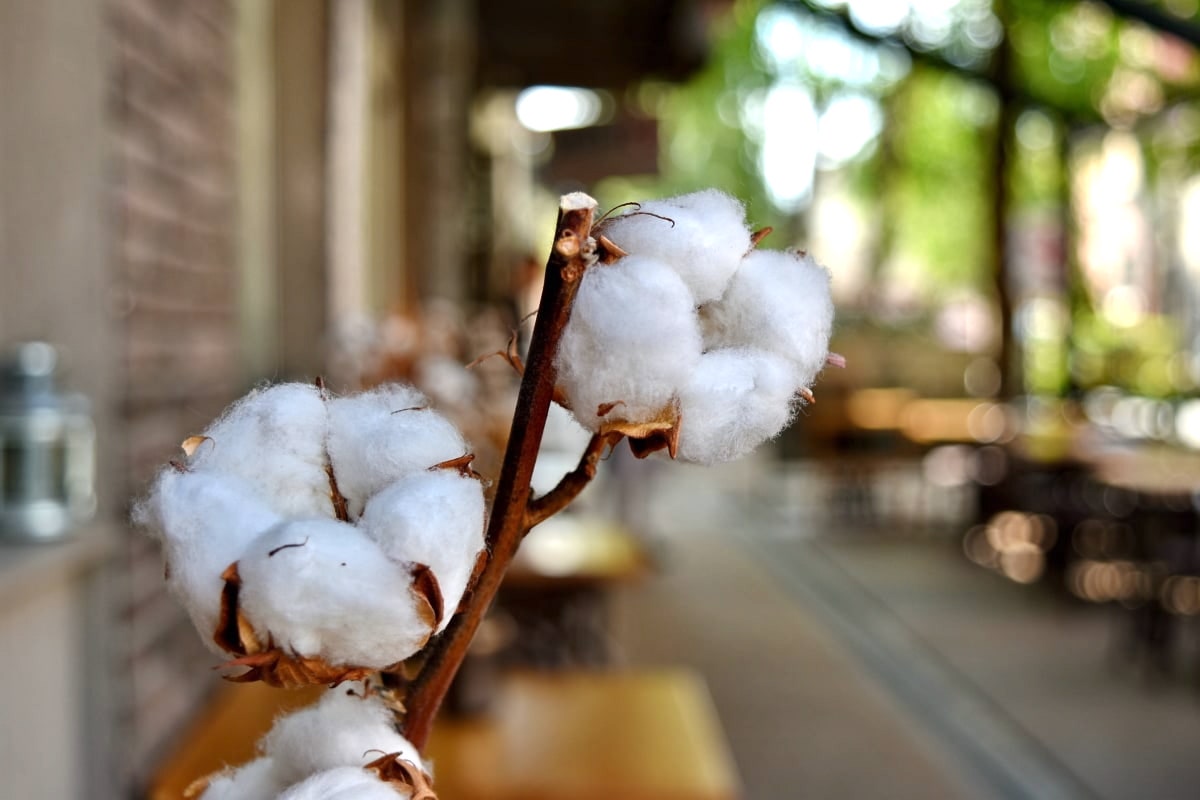 Organic Cotton Vs Regular Cotton