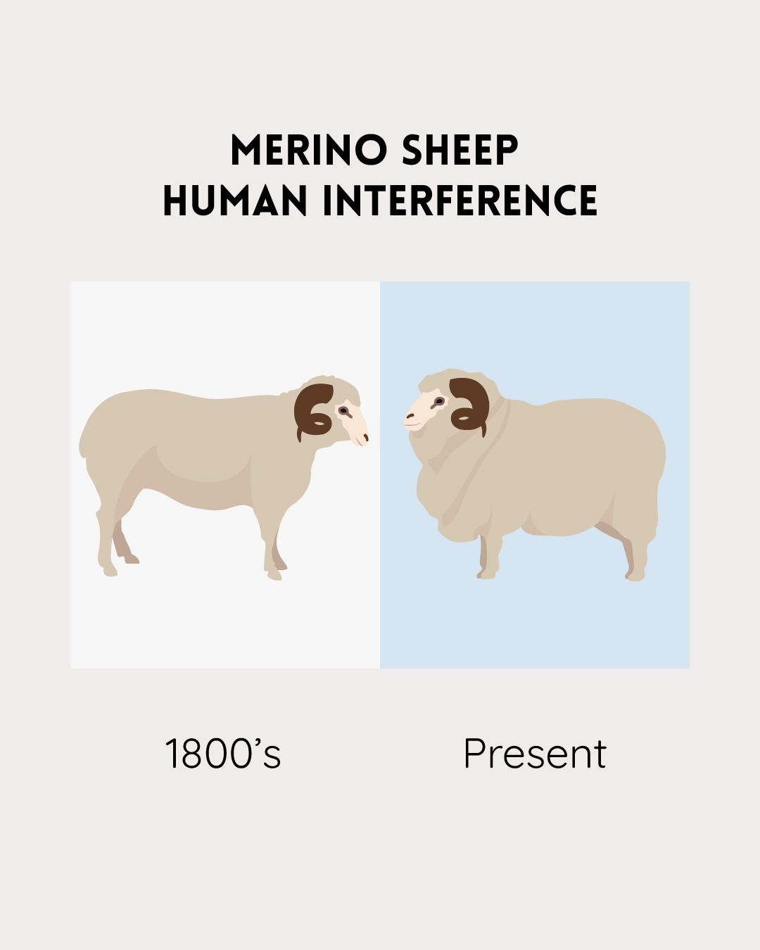 human interference breeding merino sheep