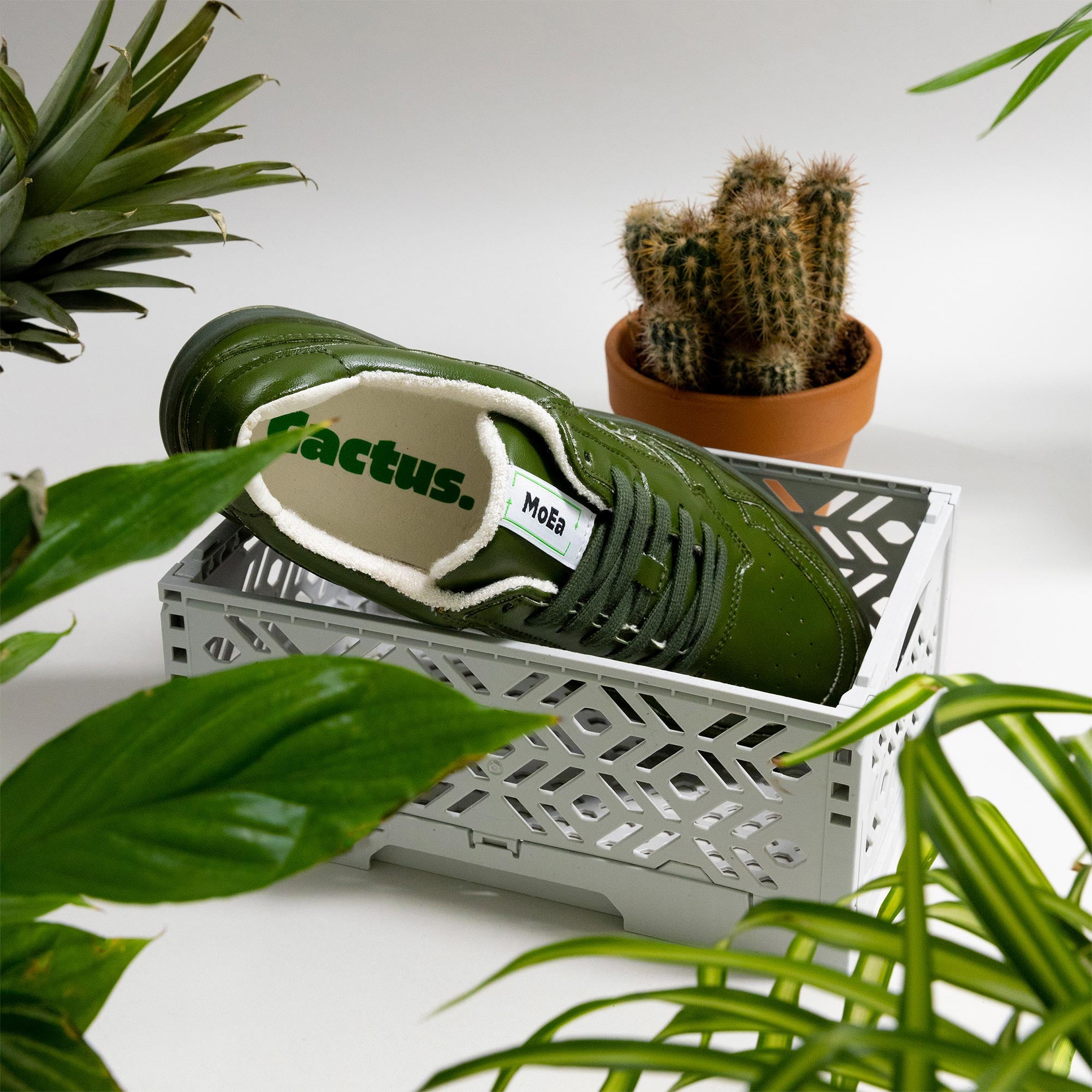 dracena green white Green Dracaena Marginata Dragon Tree - Easy to Care & Air Purifying Plant