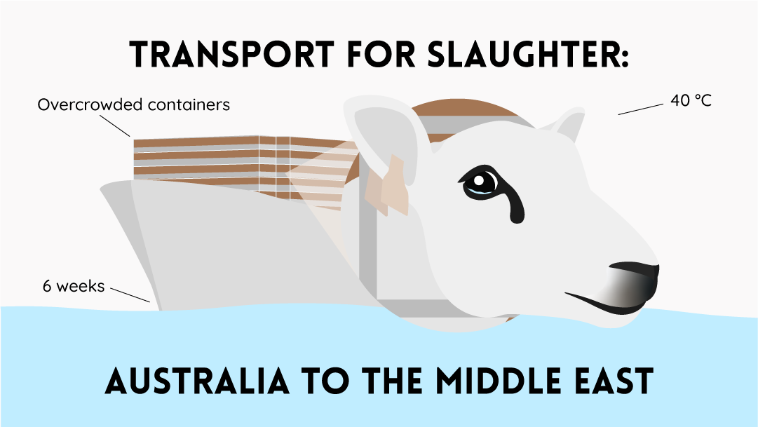 transport for slaughter merino sheep autralia to the middle east