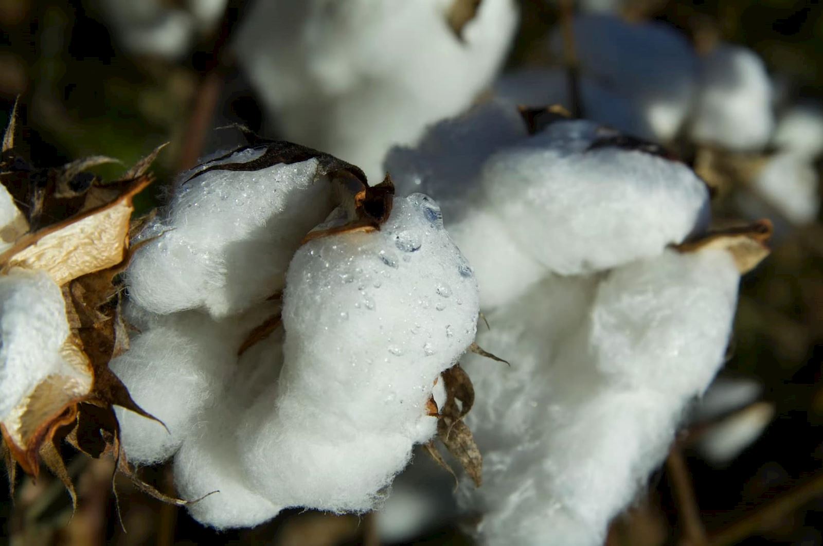Cotton Plant Water Droplets