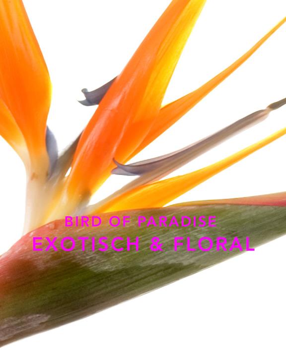 Geurkaars Oranje Daze Oranje & Paradijsvogel 4